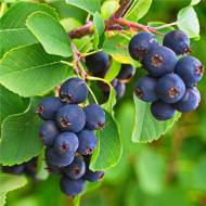 Саженец Ирга канадская Honeywood в контейнере